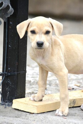 Nala sucht ein Zuhause..., Mischling Welpen - Hündin
