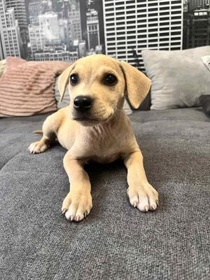 Nala sucht ein Zuhause..., Mischling Welpen - Hündin