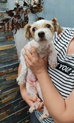 Nala unser 4 kg Mäuschen möchte endlich gesehen werden, Mischling - Hündin