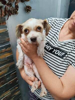 Nala unser 4 kg Mäuschen möchte endlich gesehen werden, Mischling - Hündin