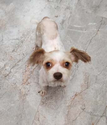 Nala unser 4 kg Mäuschen möchte endlich gesehen werden, Mischling - Hündin
