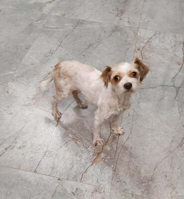 Nala unser 4 kg Mäuschen möchte endlich gesehen werden, Mischling - Hündin