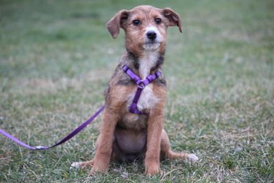 Nalani, Mischling Welpen - Hündin