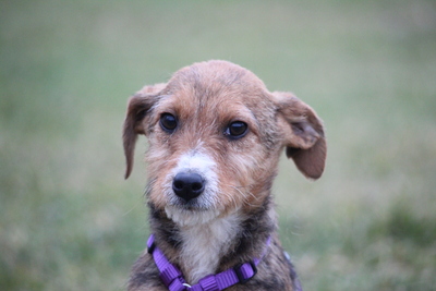 Nalani, Mischling Welpen - Hündin