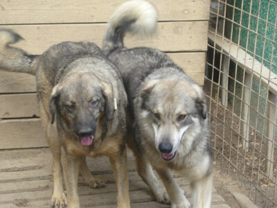 Naldo und Nori suchen ein gemütliches Zuhause-NOTFALL