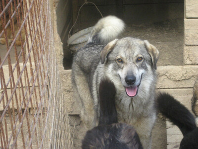 Naldo und Nori suchen ein gemütliches Zuhause-NOTFALL, Mischling - Rüde