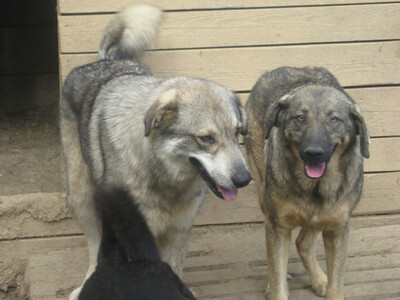 Naldo und Nori suchen ein gemütliches Zuhause-NOTFALL