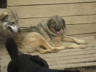 Naldo und Nori suchen ein gemütliches Zuhause-NOTFALL, Mischling - Rüde