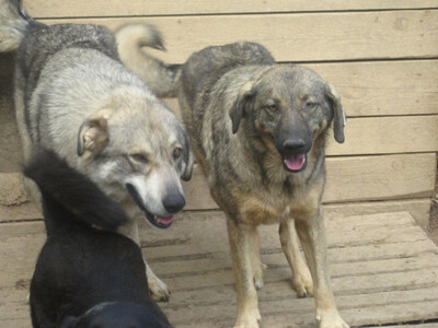 Naldo und Nori suchen ein gemütliches Zuhause-NOTFALL, Mischling - Rüde