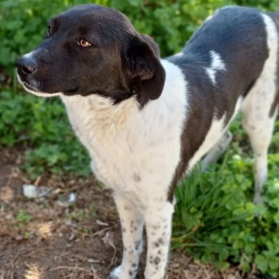 Nami  - eine freundliche, ausgeglichene Hündin ☺️/ Reserviert