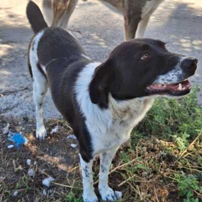 Nami - eine freundliche, ausgeglichene Hündin ☺️/ Reserviert, Mischling - Hündin