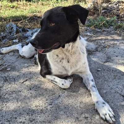 Nami - eine freundliche, ausgeglichene Hündin ☺️/ Reserviert, Mischling - Hündin