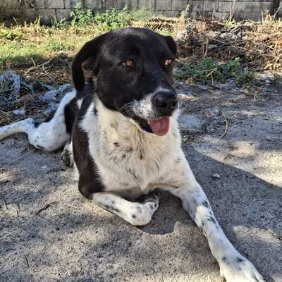 Nami - eine freundliche, ausgeglichene Hündin ☺️/ Reserviert, Mischling - Hündin