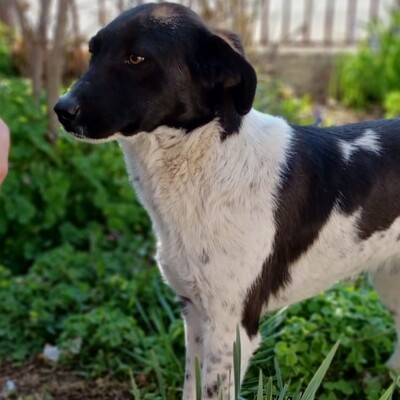 Nami - eine freundliche, ausgeglichene Hündin / Vorgemerkt, Mischling - Hündin