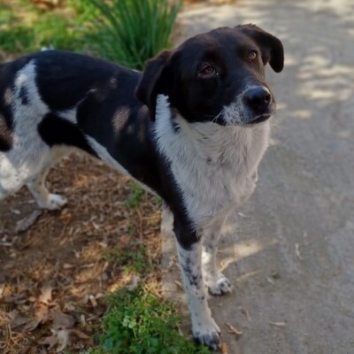 Nami - eine freundliche, ausgeglichene Hündin / Vorgemerkt, Mischling - Hündin