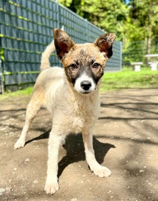 Namira, Mischling Welpen - Hündin