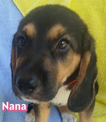 Nana