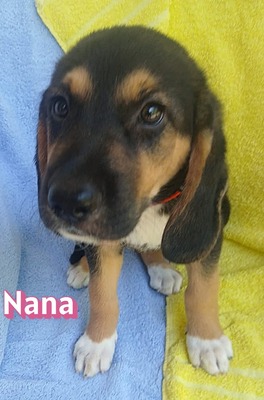 Nana, Bracke Welpen - Hündin