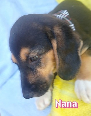Nana, Bracke Welpen - Hündin