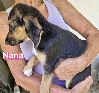 Nana, Bracke Welpen - Hündin
