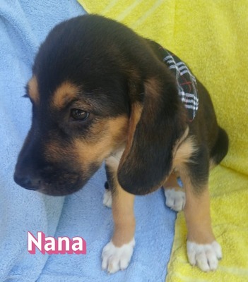 Nana, Bracke Welpen - Hündin