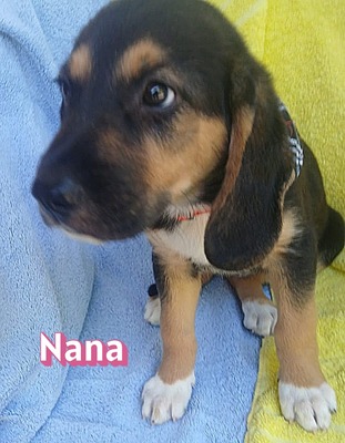 Nana, Bracke Welpen - Hündin