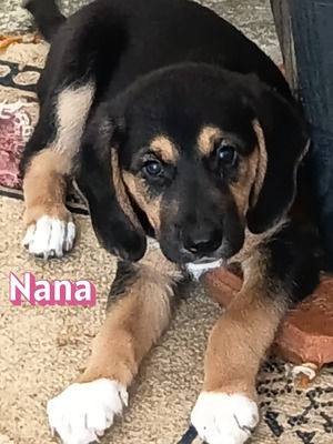 Nana, Bracke Welpen - Hündin