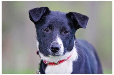 Nana, Mischling Welpen - Hündin