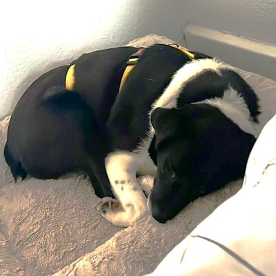 Nana - freundlich, offen & unkompliziert 💕/ Reserviert, Mischling - Hündin