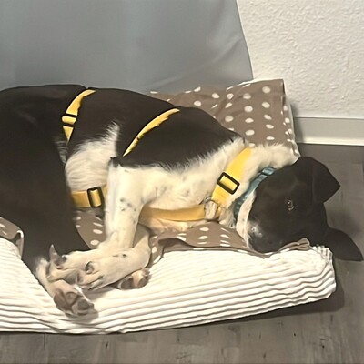 Nana - freundlich, offen & unkompliziert 💕/ Reserviert, Mischling - Hündin