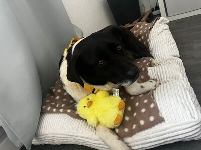 Nana - freundlich, offen & unkompliziert 💕/ Reserviert, Mischling - Hündin