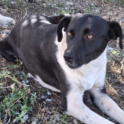 Nana - freundlich, offen & unkompliziert 💕/ Reserviert, Mischling - Hündin