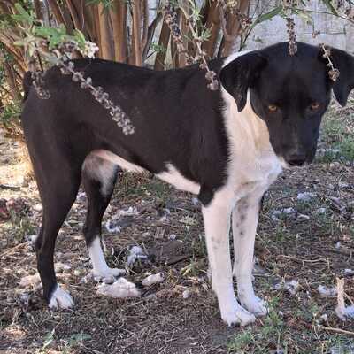 Nana - freundlich, offen & unkompliziert 💕/ Reserviert, Mischling - Hündin