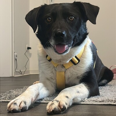 Nana - freundlich, offen & unkompliziert 💕/ Vorgemerkt, Mischling - Hündin