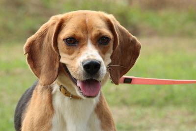 Nancy, Mischling - Hündin