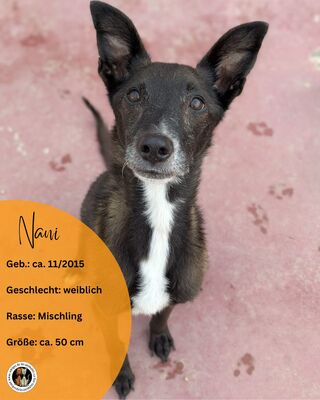 Nani, Mischling - Hündin