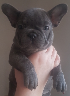 Nanni, Franz. Bulldog Welpen - Hündin
