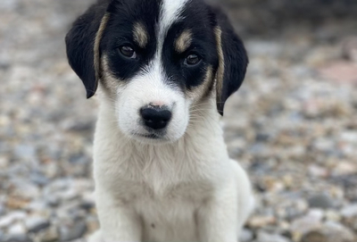 Nanni - Lebensfrohes Welpenmädchen, ca. 4 Monate, Mischling Welpen - Hündin