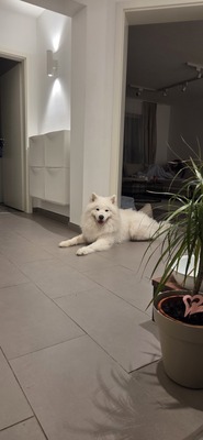 Nanuk, Samojede - Rüde