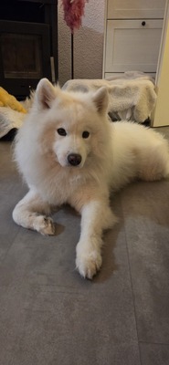 Nanuk, Samojede - Rüde