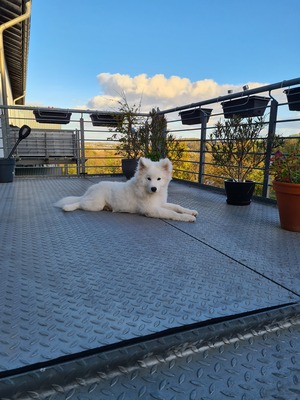 Nanuk, Samojede - Rüde