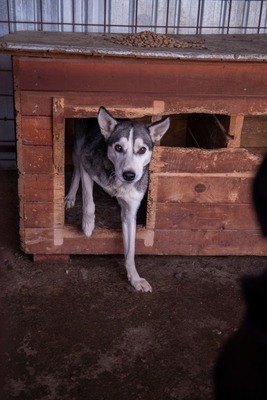 ✨ Nanuk – der neugierige Hundebub im rumänischen Shelter ✨, Husky - Mischling - Rüde