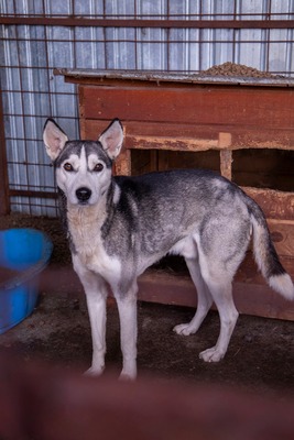 ✨ Nanuk – der neugierige Hundebub im rumänischen Shelter ✨