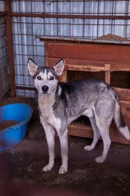 ✨ Nanuk – der neugierige Hundebub im rumänischen Shelter ✨, Huskymischling - Rüde