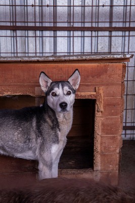 ✨ Nanuk – der neugierige Hundebub im rumänischen Shelter ✨, Huskymischling - Rüde