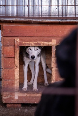 ✨ Nanuk – der neugierige Hundebub im rumänischen Shelter ✨, Huskymischling - Rüde