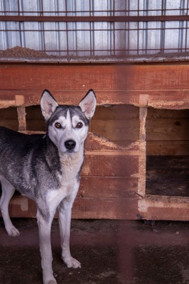 ✨ Nanuk – der neugierige Hundebub im rumänischen Shelter ✨, Huskymischling - Rüde