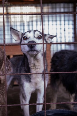 ✨ Nanuk – der neugierige Hundebub im rumänischen Shelter ✨, Mischling - Rüde