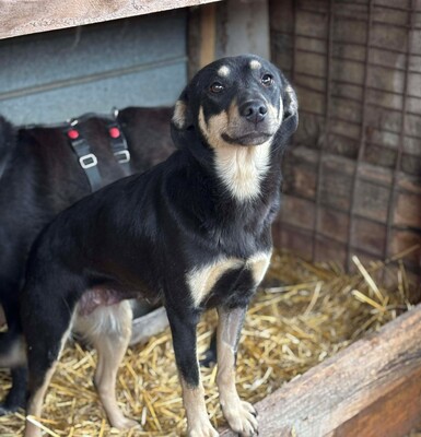 Naomi, Mischling - Hündin