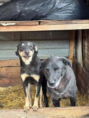 Naomi, Mischling - Hündin